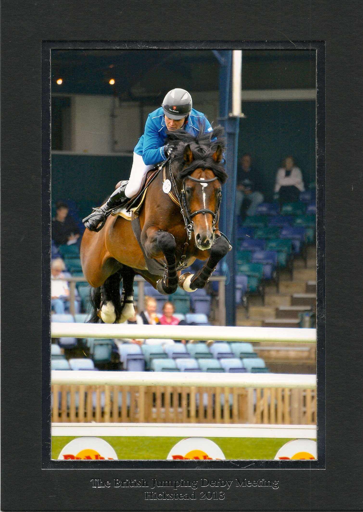 Mr Visto Stallion Mr Visto Stallion